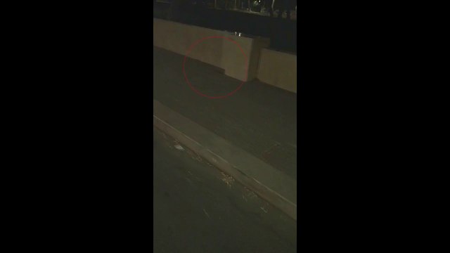 Topo nei pressi della villa comunale di Andria