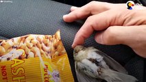 Freezing Bird Trapped on Car Roof Rescued by Perfect Guy  The Dodo