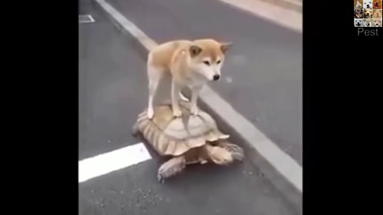 Ninja Chó Hay Là Ninja Rùa  ᴴᴰ ✔️