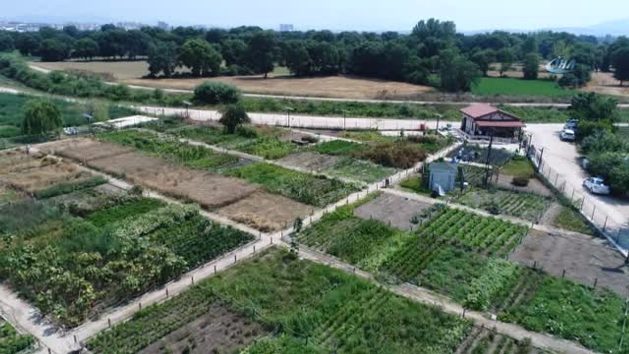 Nilüfer'in Bostanlarında Aromatik Bitki Üretiliyor