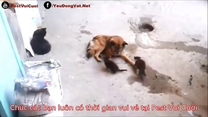 Mèo Mẹ Dẫn Mèo Con Về Thăm Bạn Chó Năm Xưa ᴴᴰ ✔