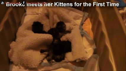 [ Cập Nhật ]- Chó Becgie Mẹ Nhận Nuôi 4 Chú Mèo Con Cơ Nhỡ ᴴᴰ ✔