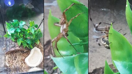 Un aquarium remplit d'araignées