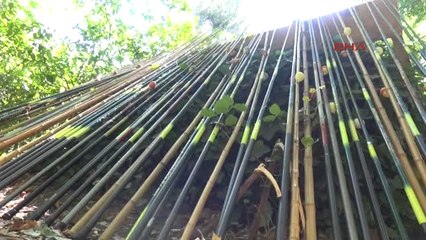 Antalya 700 Yıllık Çınarın Altında Balık Tutup Yeme Zevki