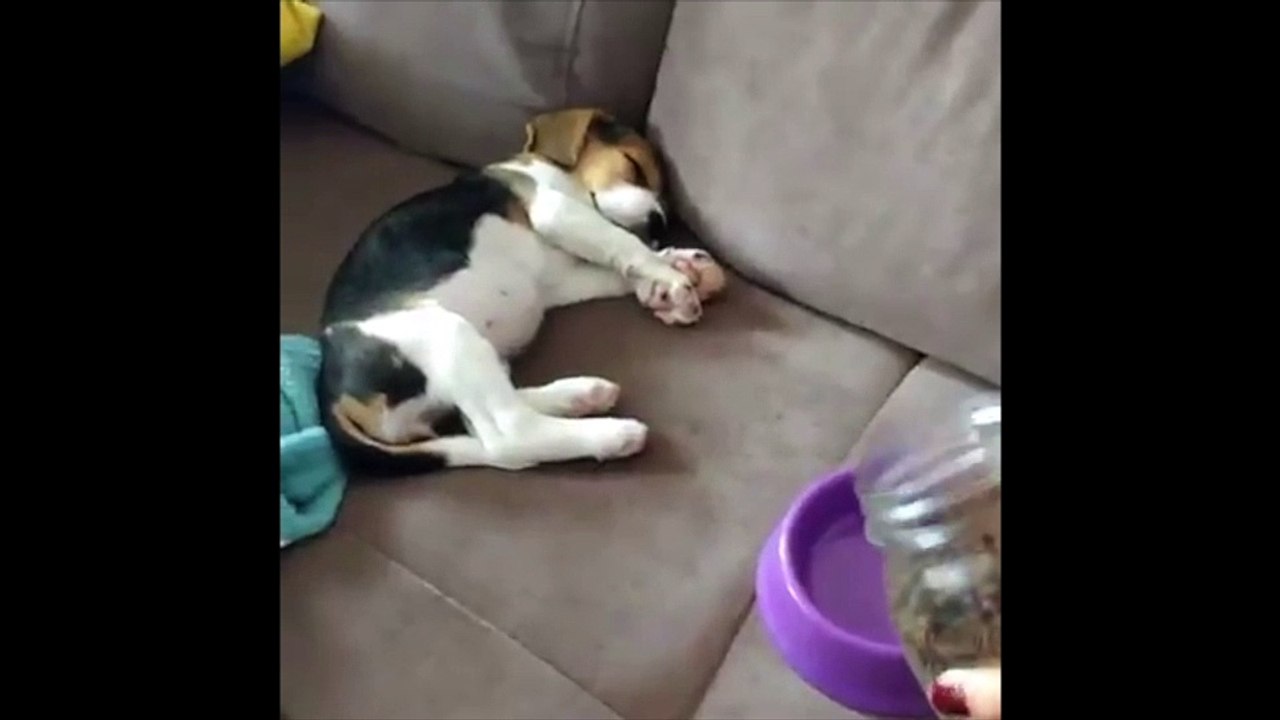 Un petit chiot qui adore les croquettes