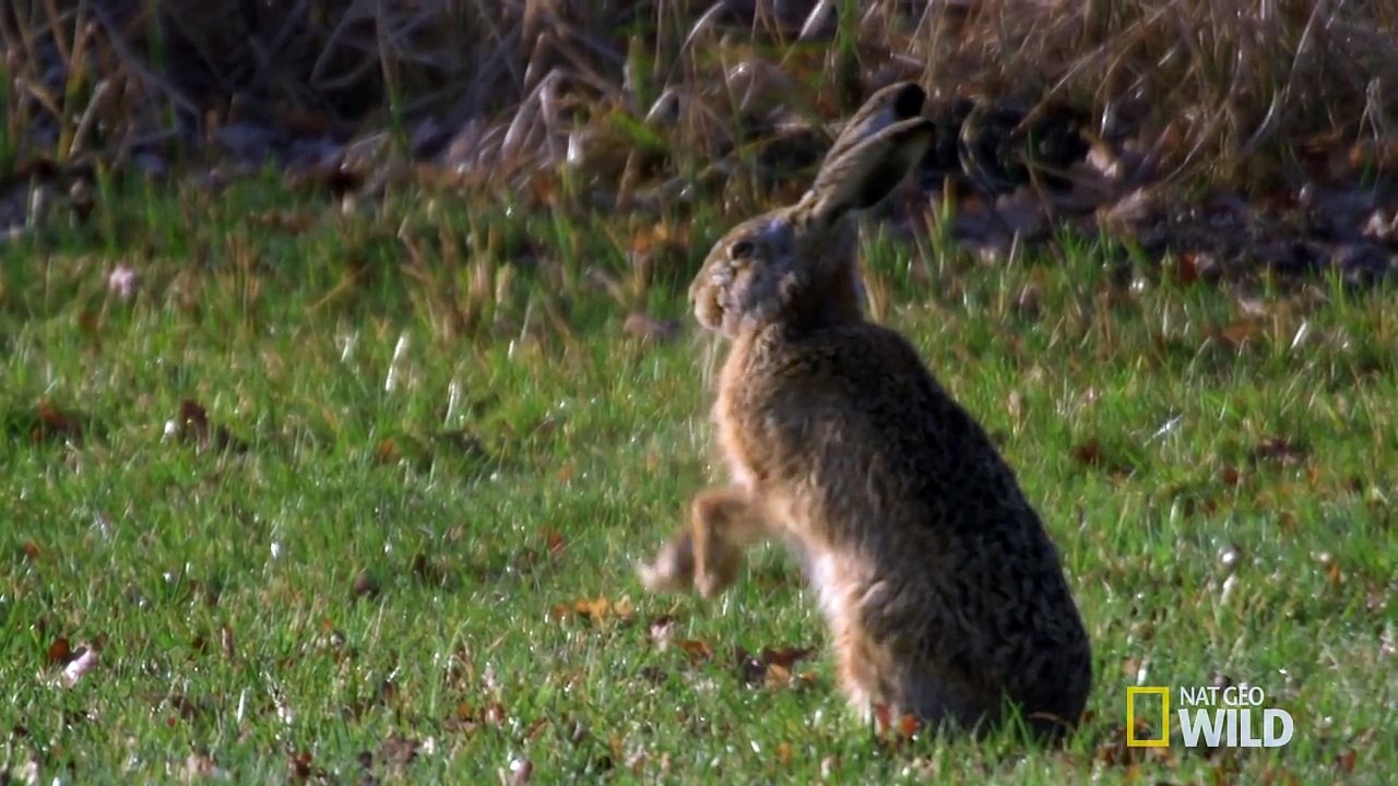 Hares Play Hard To Get - Animal All-Stars