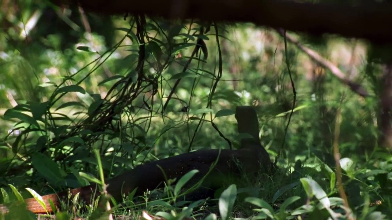 It’s a Rough Life for Baby Crocs - Boss Croc