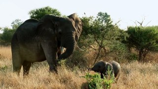 Elephant Family Bonds - Elephant- King of the Kalahari