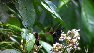 A Little Bit of Hummingbird Love - Animal All-Stars