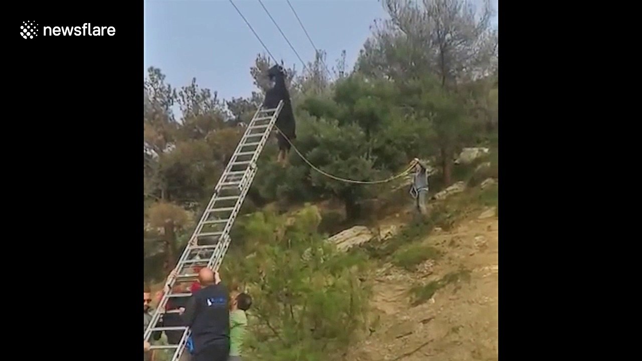 Goat hangs from power line by its horns