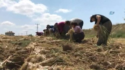 Sarımsağın Ana Vatanı Taşköprü'de Hasat Başladı