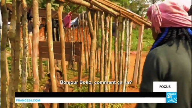 Cameroun la mort à petit feu des pygmées Baka, victimes de la déforestation