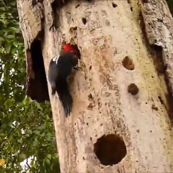 Un pivert chasse un étranger qui a pris son nid !