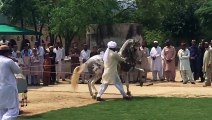 Horse Dance [ M.H Sultania Awan Horse Neza Baaz Club ]
