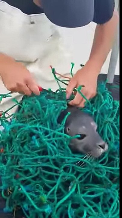 Deux pêcheurs aident un phoque pris au piège dans un filet