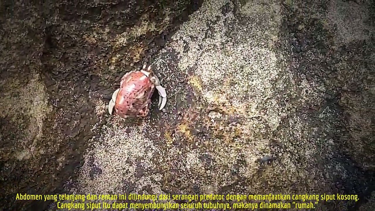 Kelomang si Peminjam Cangkang