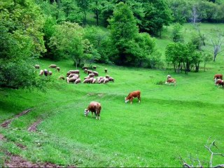 Sjecas li se, moj rodjeni brate