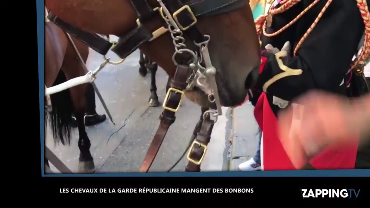 Découvrez l’étonnant repas des chevaux de la garde Républicaine (vidéo)