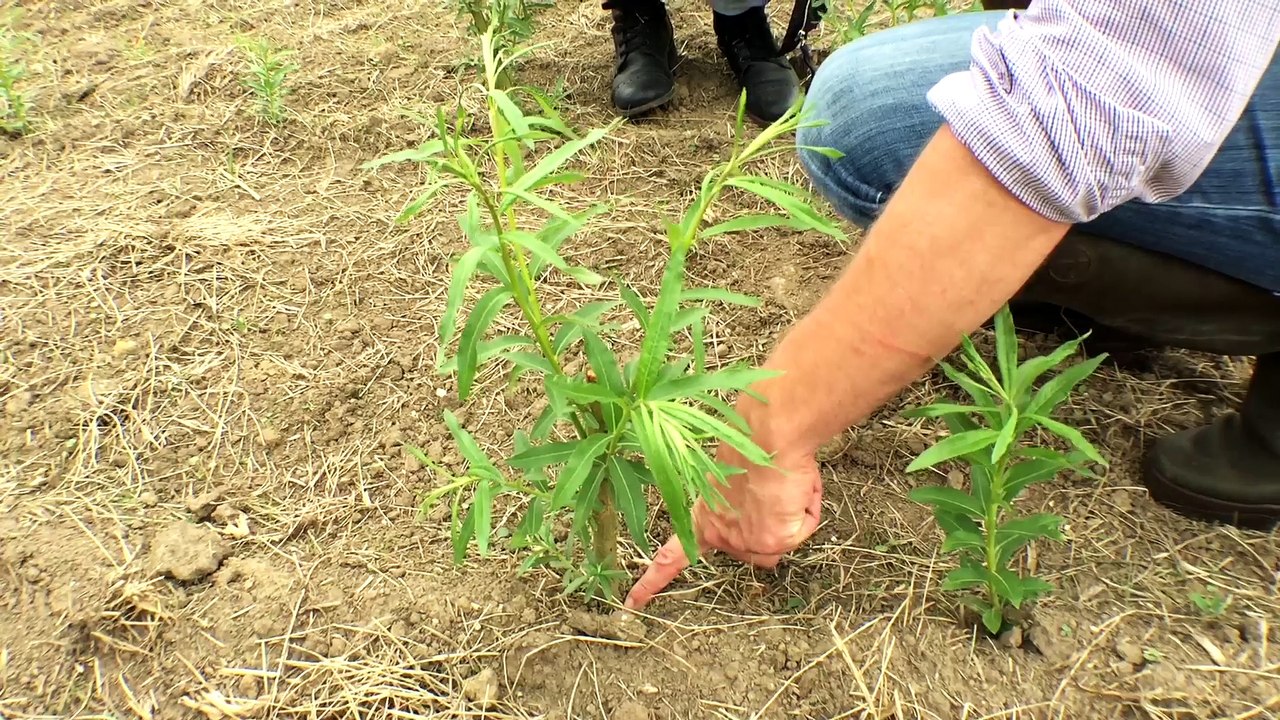 Produire son énergie à la ferme et lutter contre l'érosion grâce au taillis à courte rotation - Inspire