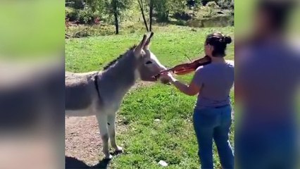 Un âne adore lorsque sa maîtresse joue du violon !