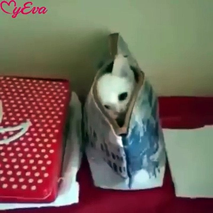 Lustige Tiere - gefunden von Olga Oncken