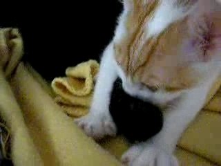Nemo tete la patte de Nala