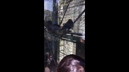 (好笑)福岡市動物園黑猩猩看到一班女學生後, 竟然.........