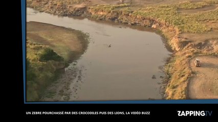 Un zèbre pourchassé par des crocodiles puis des lions, la vidéo buzz