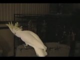 Snowball the dnacing cockatoo ^^