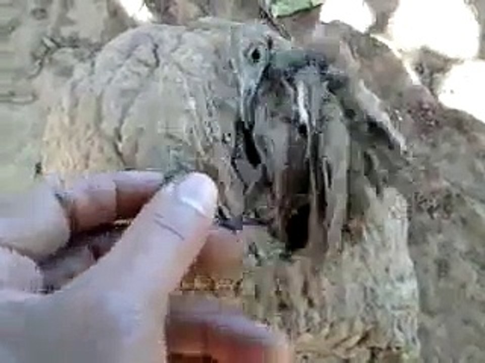 A VINGANÇA DE UM JOÃO DE BARRO