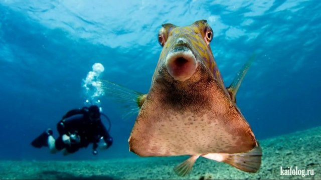 Животные приколы. Классная подборка животных. Смотреть всем!