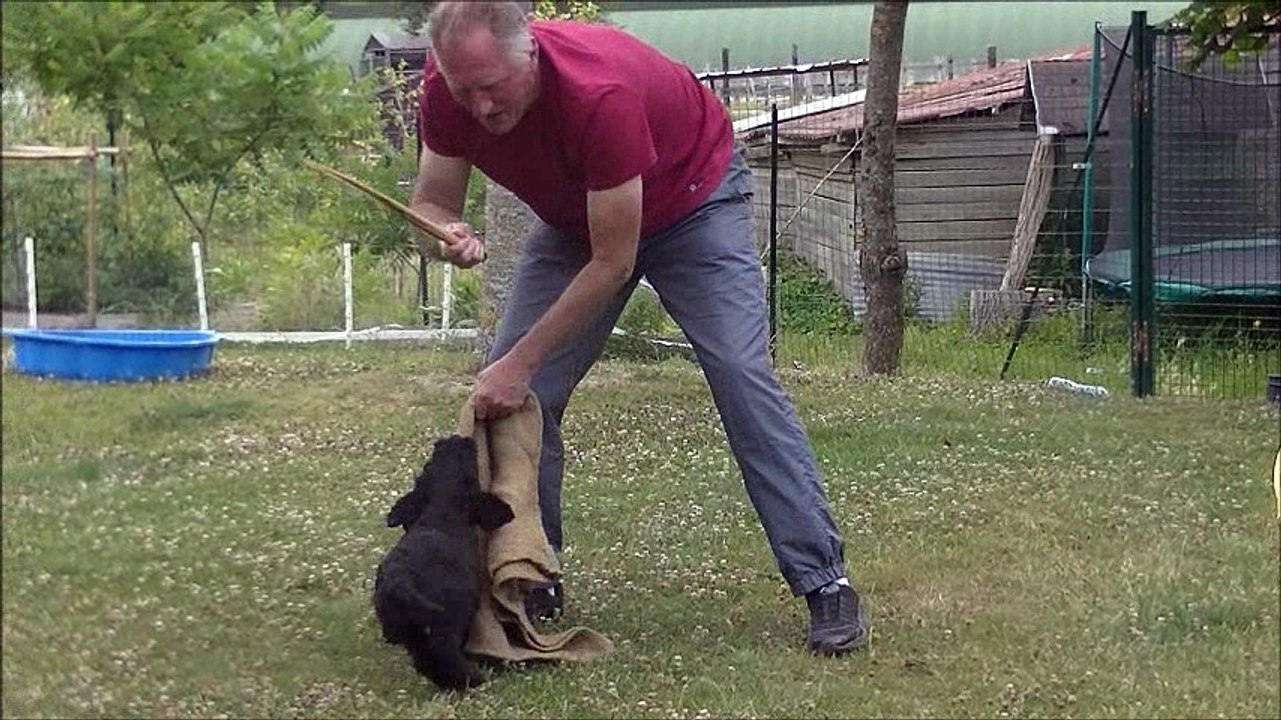 2017 : test mordant  NEEKHOS de l'Aubade aux Bergers à 8 semaines
