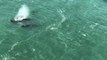 Humpback Whales Spotted Feeding Below Golden Gate Bridge