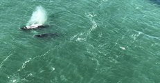 Humpback Whales Spotted Feeding Below Golden Gate Bridge
