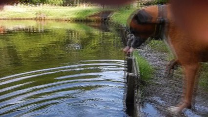 Zeppo Swims Rozendaal