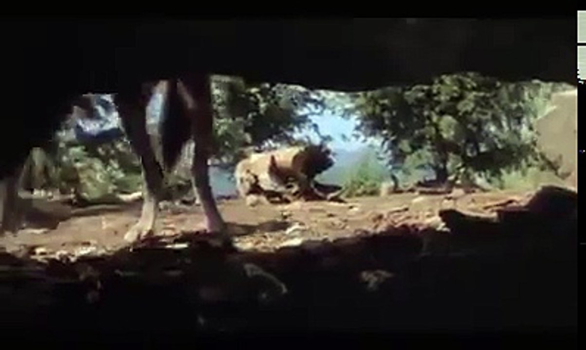 लोमड़ी और कुत्ते की लड़ाई, कुत्ते ने लोमड़ी से अपने बच्चों को बचाया।