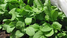 Eruca sativa - Rocket Salad or Arugula