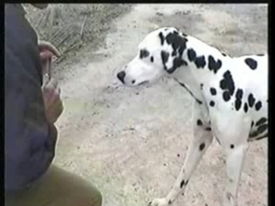 Le sourire du Dalmatien