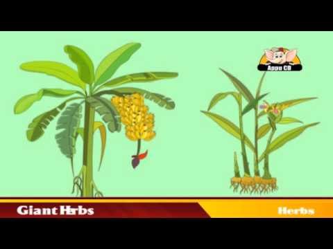 Learn About Plants - Herbs