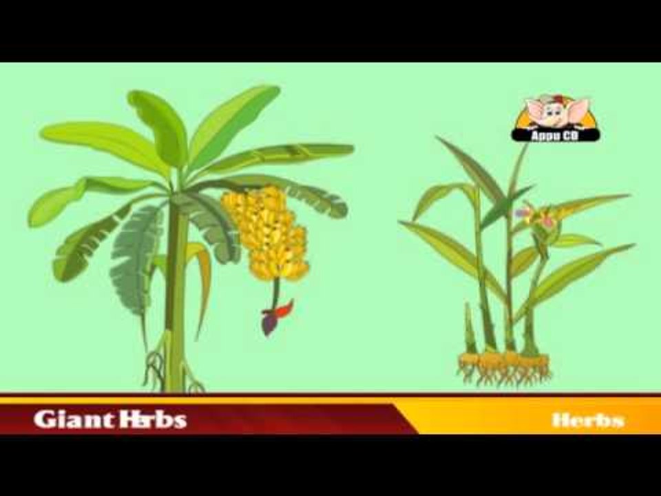 Learn About Plants - Herbs