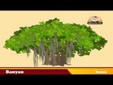 Learn about Plants - Trees