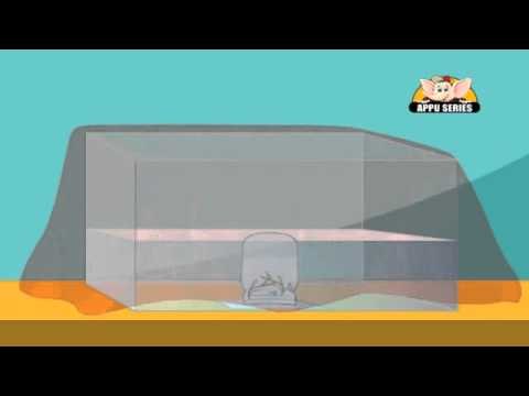 Learn About Plants - Photosynthesis Experiment 1