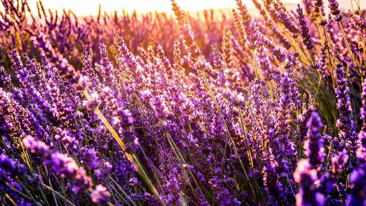 RELAX WITH NATURE volume 4 - relax music + beautiful landscape - HD