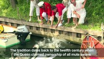 Britain's annual swan count takes place on Thames