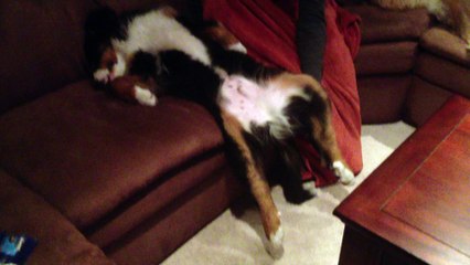 Super Cute Lazy Puppy Won&#039;t Move!