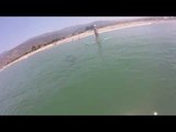 Juvenile Great White Shark Swims Below Paddle Boarders