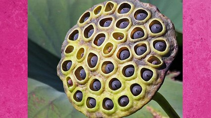 Delik Fobisi (Tripofobi) Olanların Bakamayacağı 43 Fotoğraf