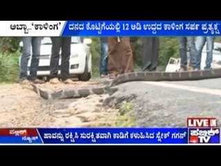 ದನದ ಕೊಟ್ಟಿಗೆಯಲ್ಲಿ 12 ಅಡಿ ಉದ್ದದ ಕಾಳಿಂಗ ಸರ್ಪ ಪ್ರತ್ಯಕ್ಷ | ಹಾವನ್ನು ರಕ್ಷಿಸಿ ಕಾಡಿಗೆ ಕಳುಹಿಸಿದ ಸ್ನೇಕ್ ಗಗನ್