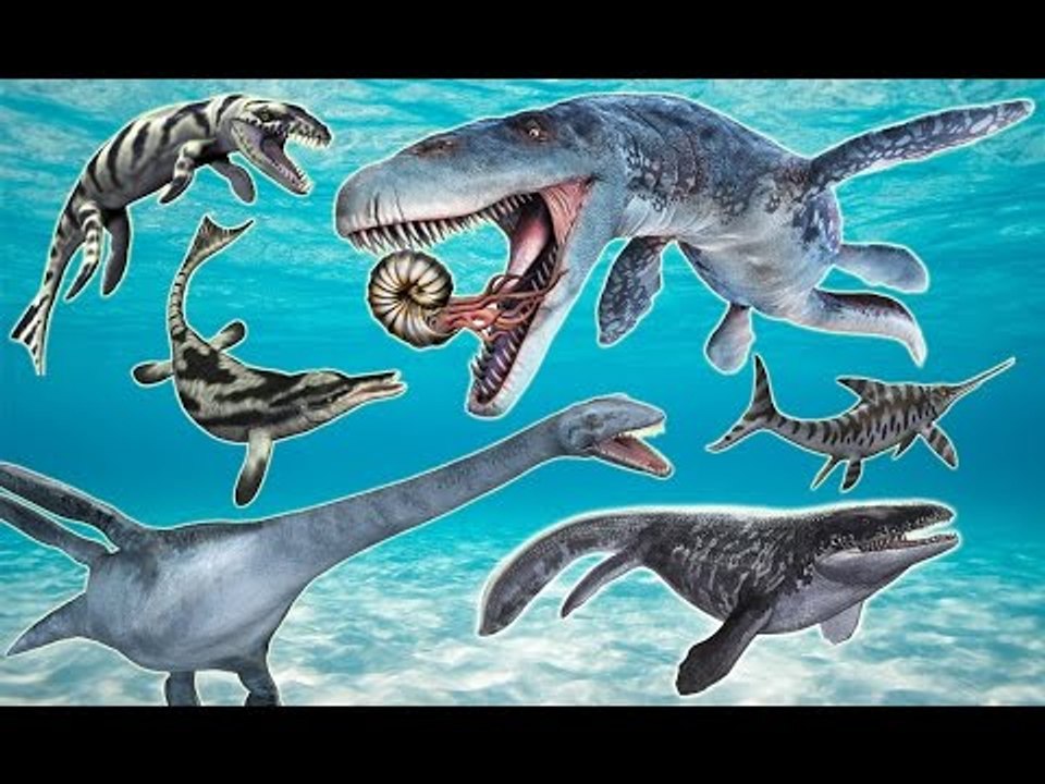 Learn Sea Animals Names and Sounds Marine Reptiles Real for Kids | Fun Toddler