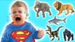 Bad Baby Tantrum Crying for Animals - Little Babies Learn Animals with Finger Family Song